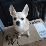Hund-steht-auf-Paket
