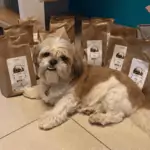 Hund-liegt-vor-Futtertüten