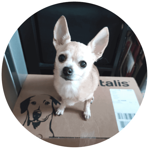 futalis Chihuahua
