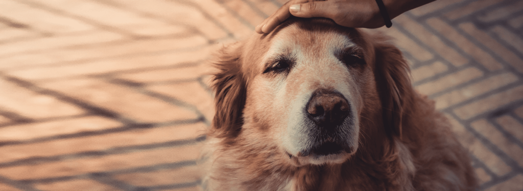 alter-grauer-hund-wird-gestreichelt