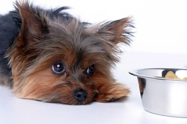 Hund-liegt-vor-seinem-Futternapf-und-will-nicht-fressen