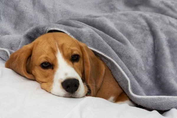 Kranker-Hund-mit-einer-grauen-Decke-zugedeckt