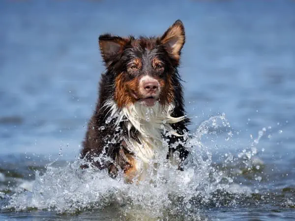Australischer-Schaeferhund-rennt-im-Wasser