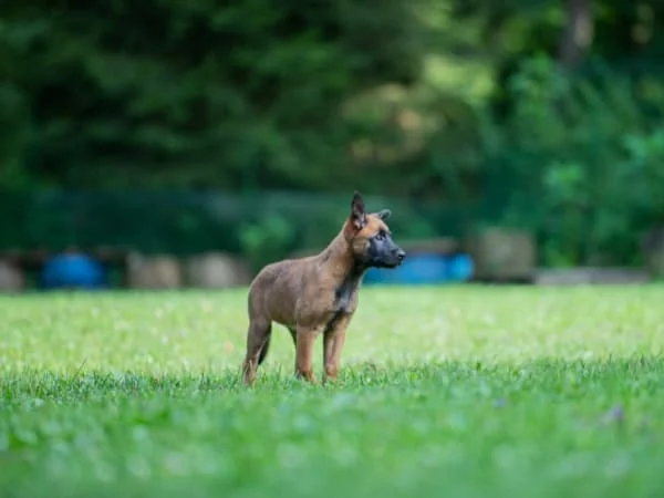 Belgischer-Schaeferhund-Welpe-steht-auf-einer-Wiese