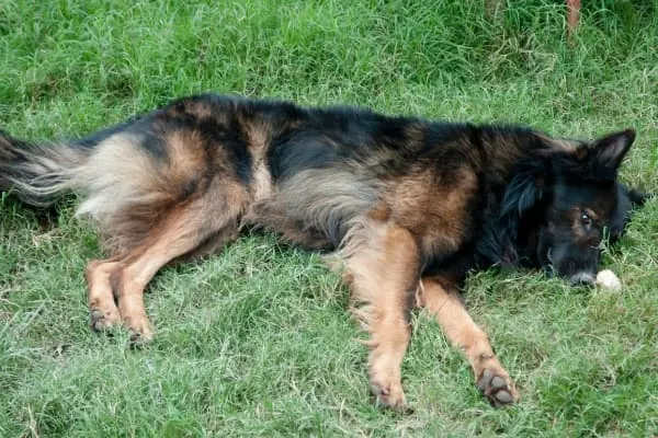Belgischer-Schaeferhund-liegt-im-Gras