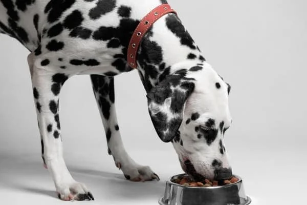 Dalmatiner-frisst-aus-einem-Hundenapf