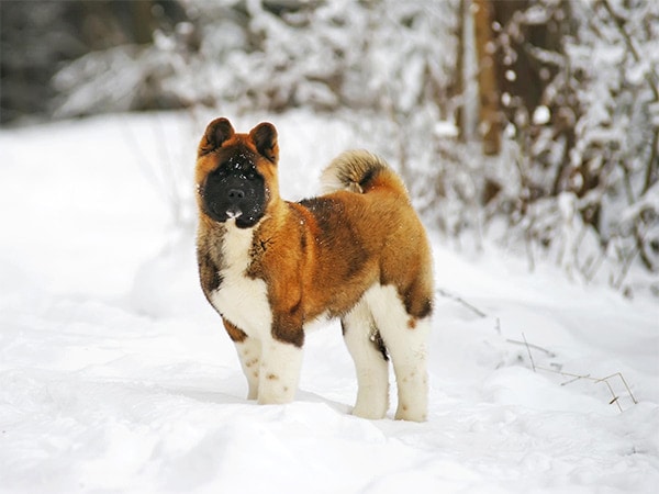 Hund-bleibt-auf-Schnee-stehen
