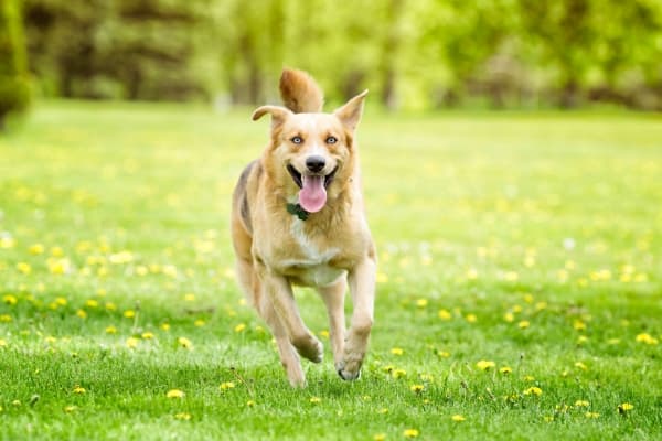 Hund-rennt-ueber-eine-Blumenwiese
