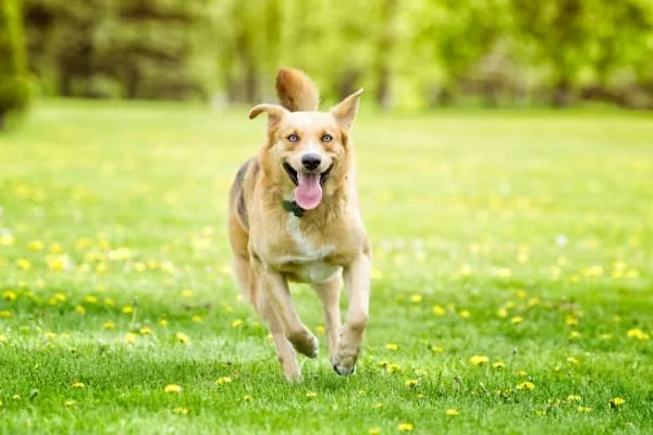 Hund-rennt-ueber-eine-Blumenwiese