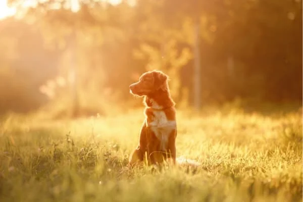 Hund-sitzt-im-sonnenbeleuchteten-Gras