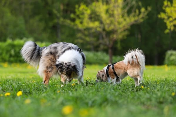 Hunde-schnuppern-im-Gras
