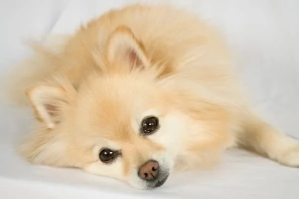 Mueder-Hund-liegt-auf-dem-Bett
