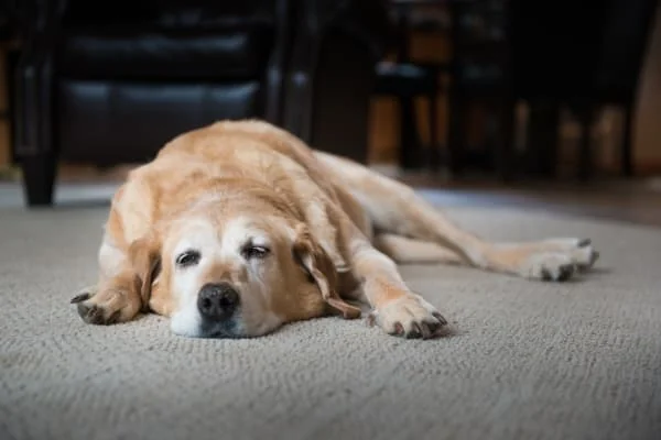 Mueder-Hund-liegt-auf-einem-Teppichboden