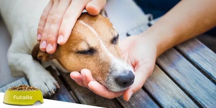 lyse Låne kondom Giardien beim Hund: Symptome und Behandlung