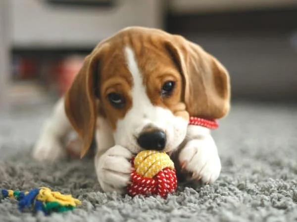 Beagle-Welpe-mit-Hundespielzeug