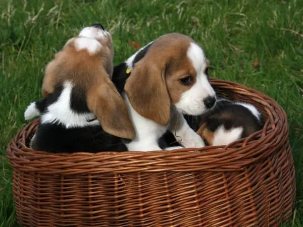 Beagle-Welpen-im-Hundekorb