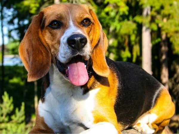 Beagle-liegt-auf-einem-Ast