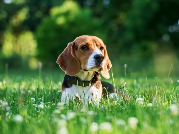 Beagle-liegt-auf-einer-Blumenwiese