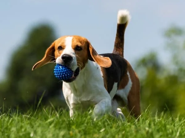 Beagle-mit-einem-blauen-Ball-im-Maul