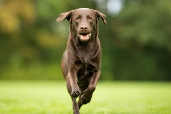 Brauner-Labrador-Retriever-rennt-ueber-eine-Wiese