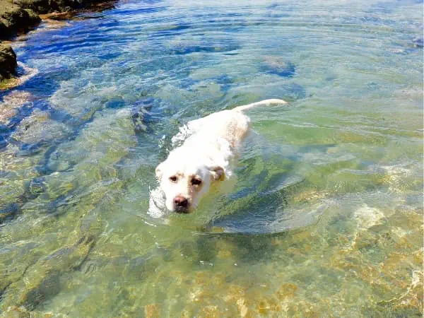 Labrador-Retriever-schwimmt-im-klaren-Wasser