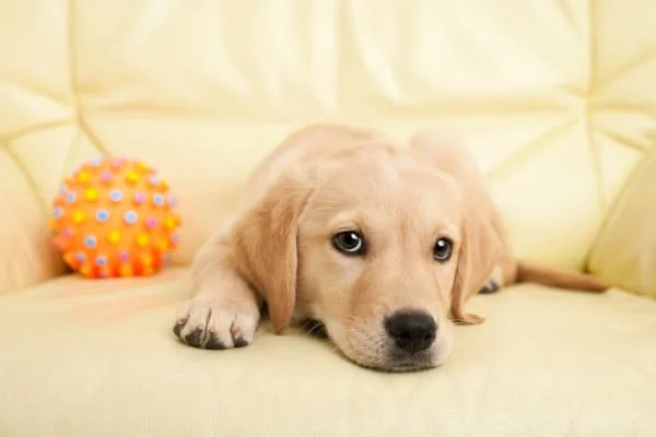 Labrador-Welpe-liegt-mit-Hundespielzeug-auf-einem-Sofa