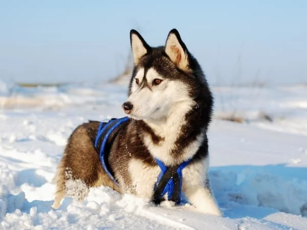 Siberian-Husky-rastet-im-Schnee
