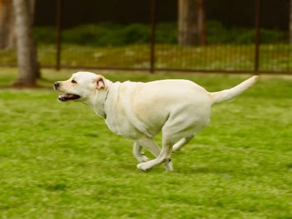 Weisser-Labrador-Retriever-rennt-auf-einer-Wiese