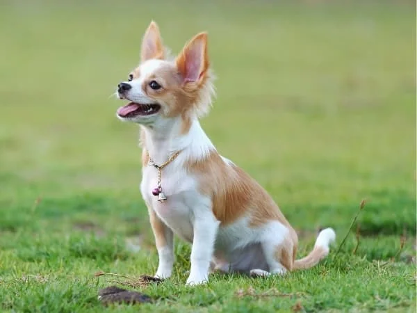 Chihuahua-sitzt-auf-einer-Wiese