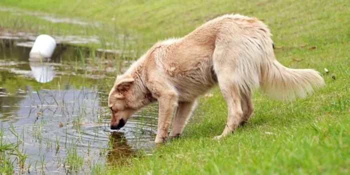 Hund-trinkt-Wasser-aus-einem-Teich