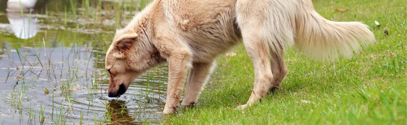 Hund-trinkt-Wasser-aus-einem-Teich