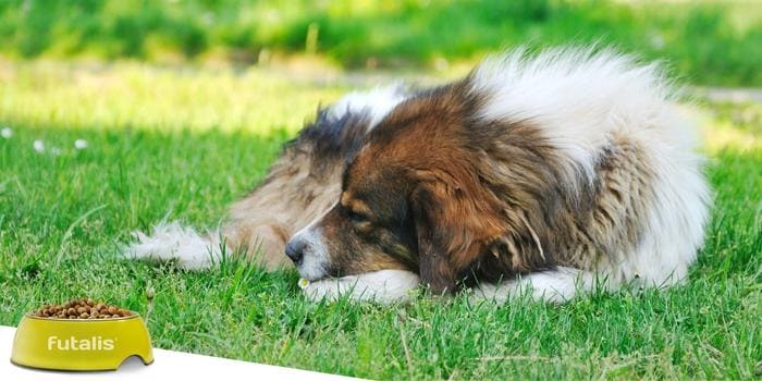 Pankreasinsuffizienz-und-Pankreatitis-beim-Hund