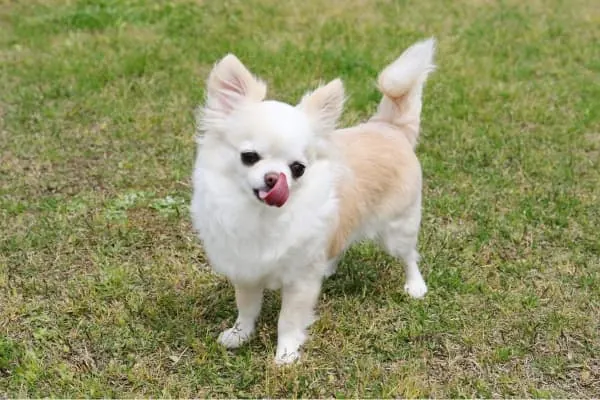 Weissbrauner-Chihuahua-steht-auf-einer-Wiese