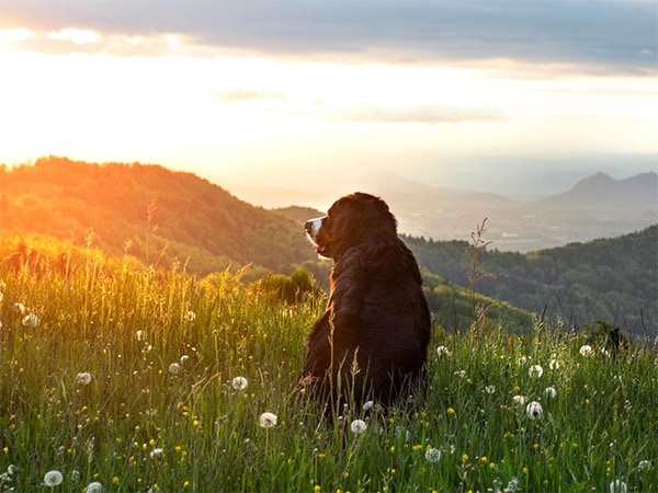 Berner-Sennenhund-sitzt-auf-Hügel-mit-Sonnenuntergang