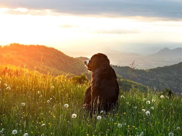 Berner-Sennenhund-sitzt-auf-Huegel-mit-Sonnenuntergang