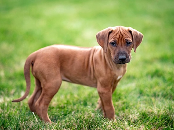 Rhodesian-Ridgeback-Welpe-steht-auf-Wiese