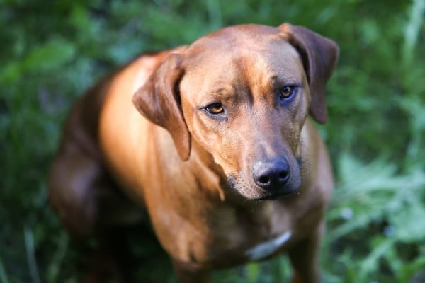 Rhodesian-Ridgeback-in-der-Natur