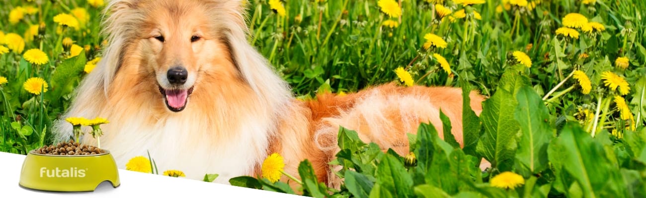 Hund-Platz-beibringen-Collie-liegt-auf-Blumenwiese