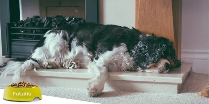 Hund-hat-Fieber-und-liegt-auf-dem-Boden