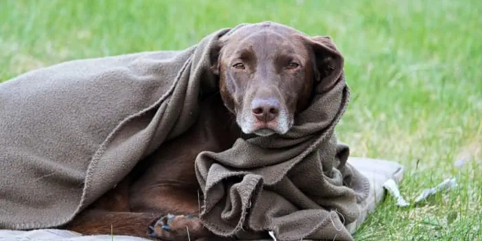Hund-mit-Decke-zugedeckt