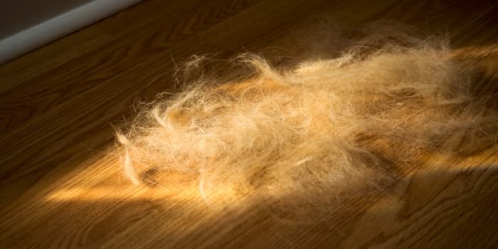 Hundefell-liegt-nach-Haarausfall-auf-dem-Boden