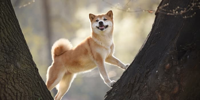 Shiba-Inu-lehnt-sich-an-zwei-Baeume