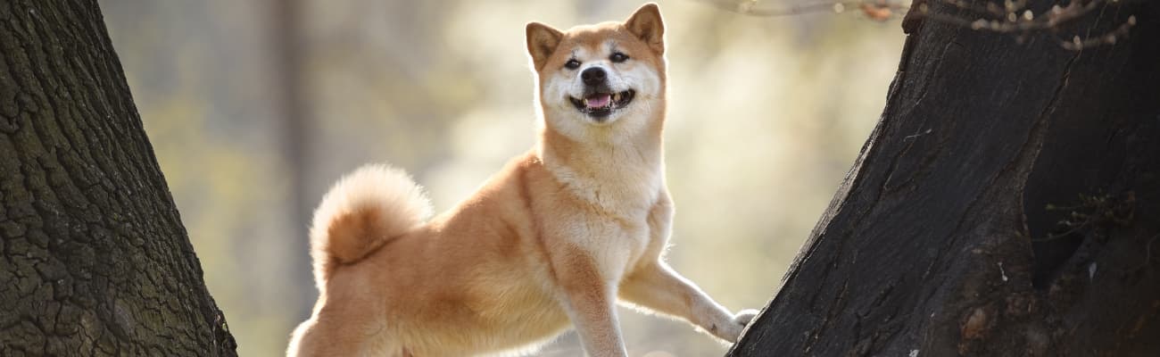 Shiba-Inu-lehnt-sich-an-zwei-Baeume