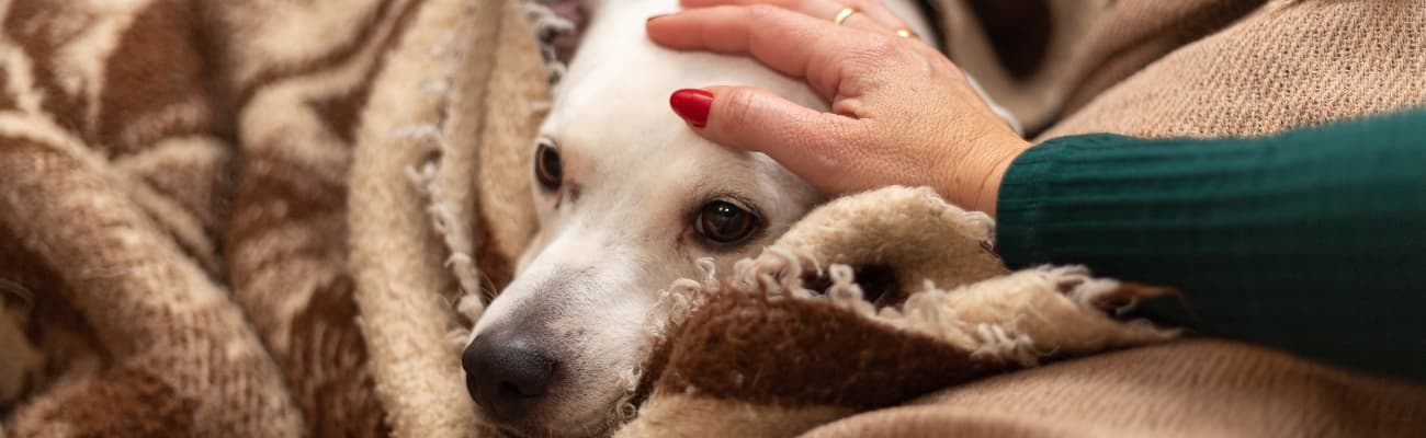 Am-Cushing-Syndrom-erkrankter-Hund-in-einer-Decke-eingewickelt