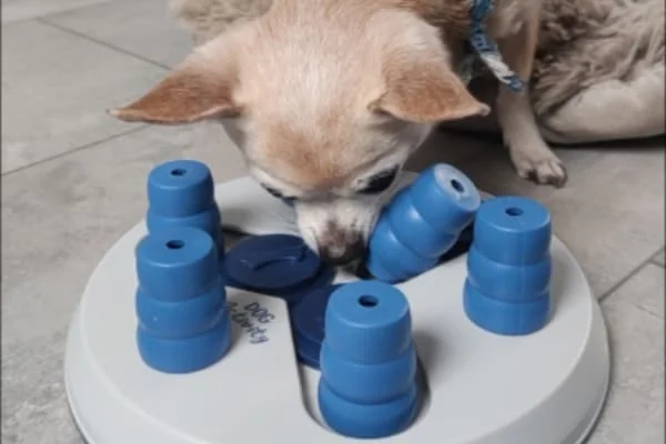 Intelligenzspielzeug-fuer-Hunde-Dog-Activity-Slide-and-Fun