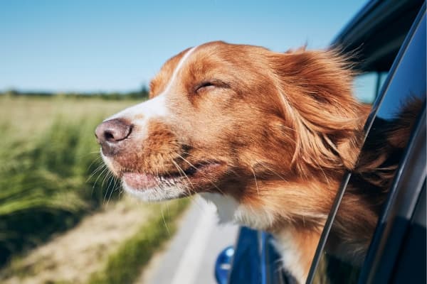 Hund-faehrt-mit-dem-Auto-in-den-Urlaub