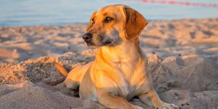 Hund-liegt-am-Strand-im-Sand