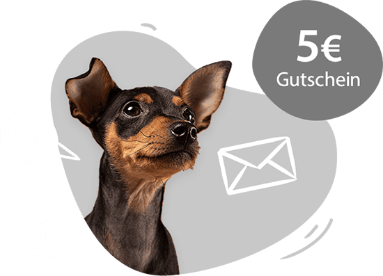 Hund-schaut-zum-Rabatt-Newsletter-Anmeldung