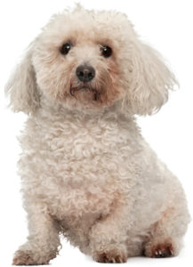 bichon-fris-senior-sitzt