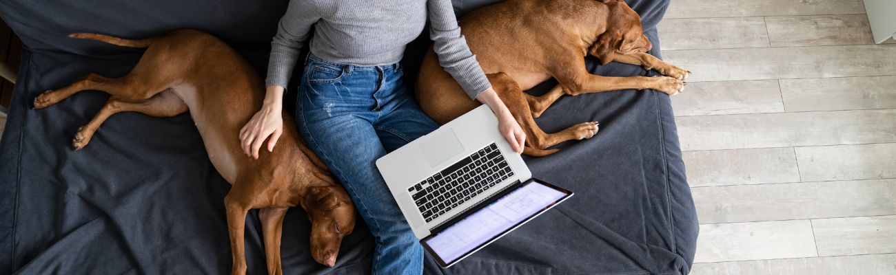 Frau-mit-Hunden-und-Laptop-auf-der-Couch